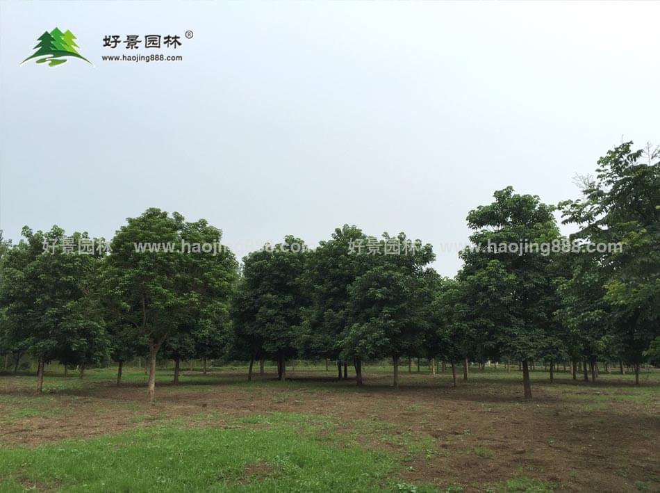 重阳木 重阳木