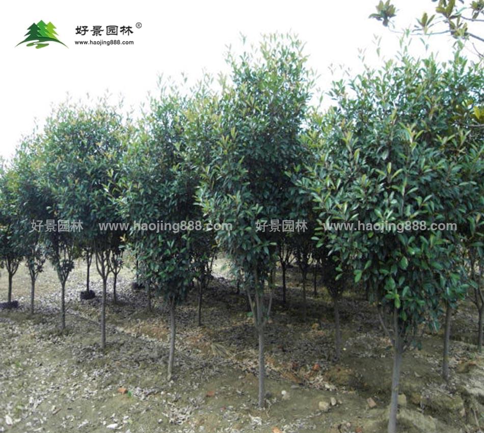 高杆红叶石楠 (3)