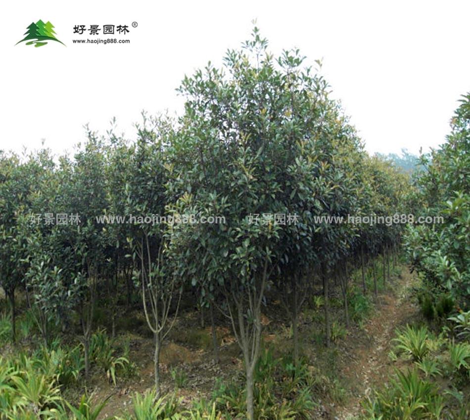 高杆红叶石楠 (4)