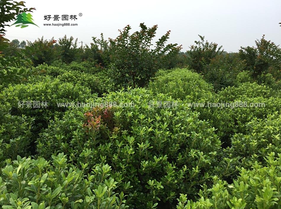 海桐球 海桐球