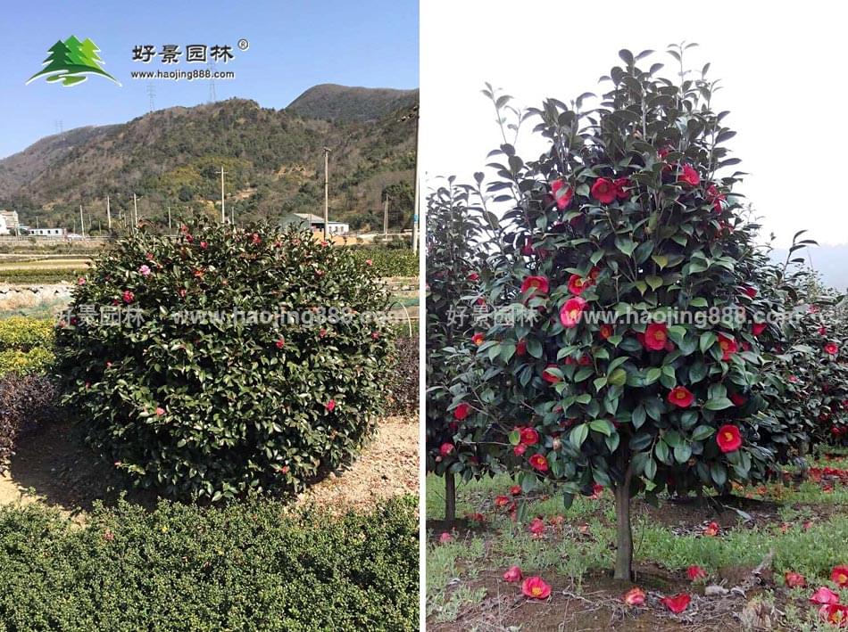 茶梅球 茶梅球