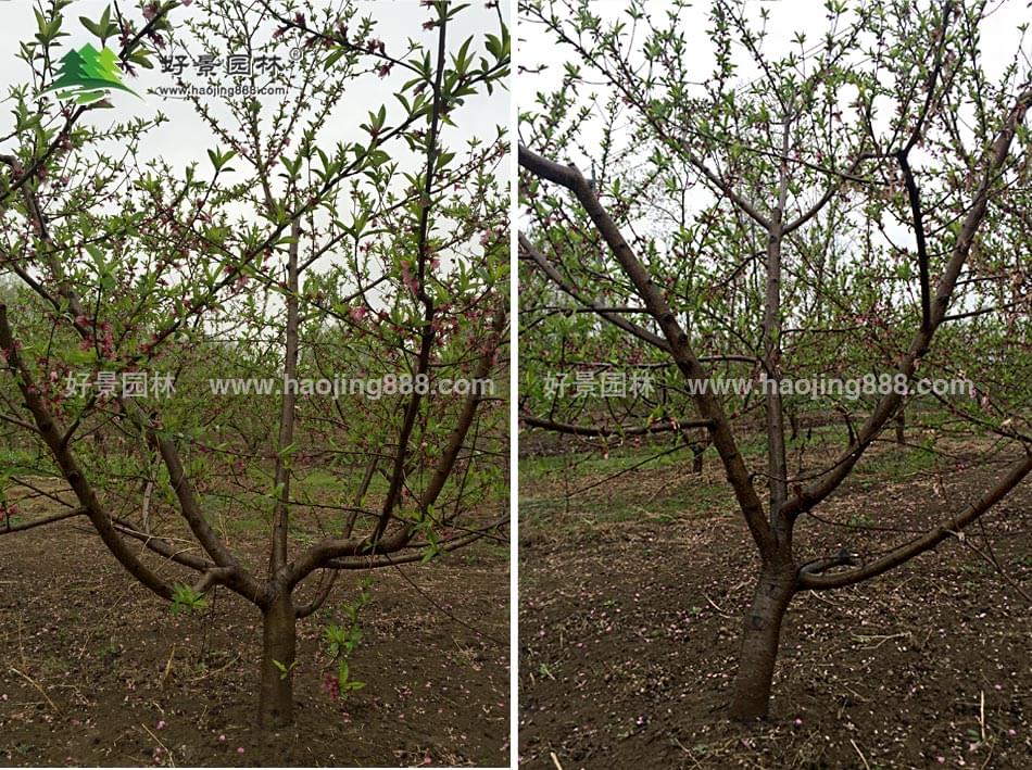 欢迎您访问好景园林,本文主要内容有:桃树图片欣赏,桃树生长习性,桃树