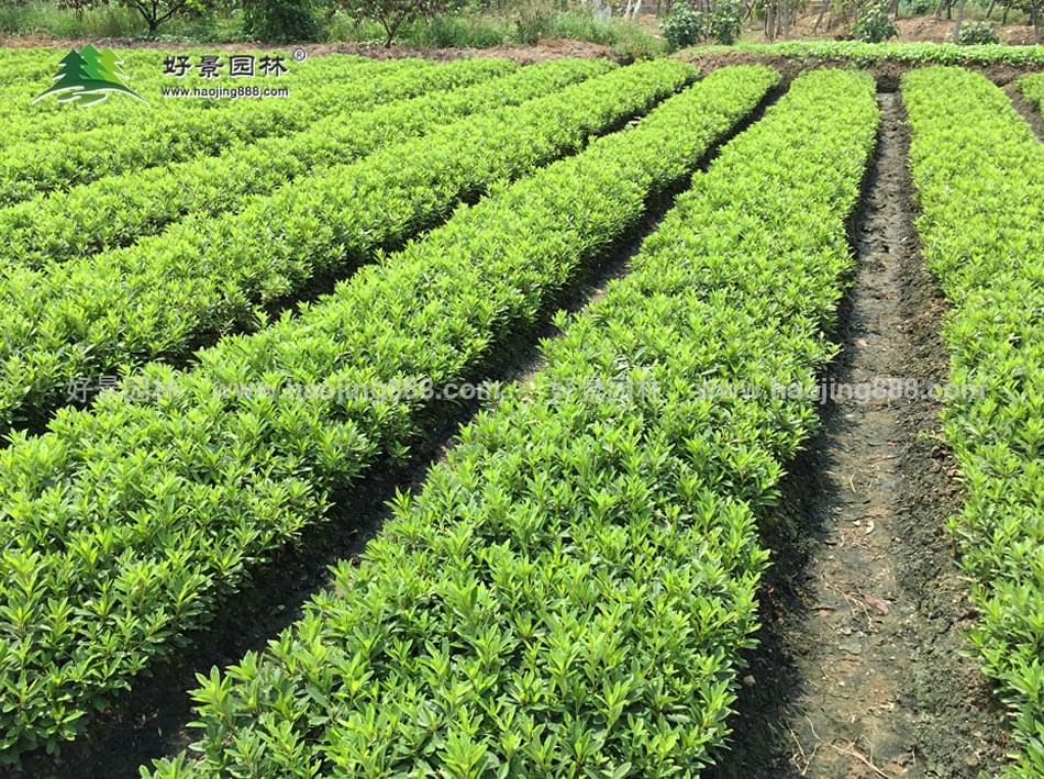 杜鹃种植基地