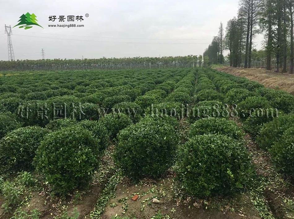 大叶黄杨球