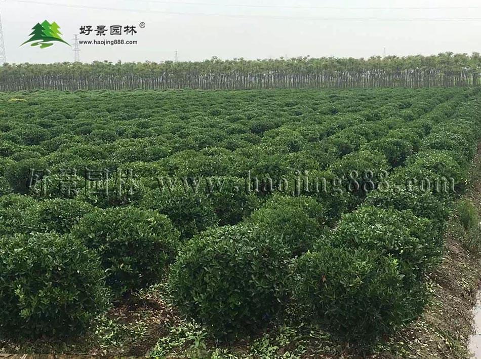 大叶黄杨球 大叶黄杨球