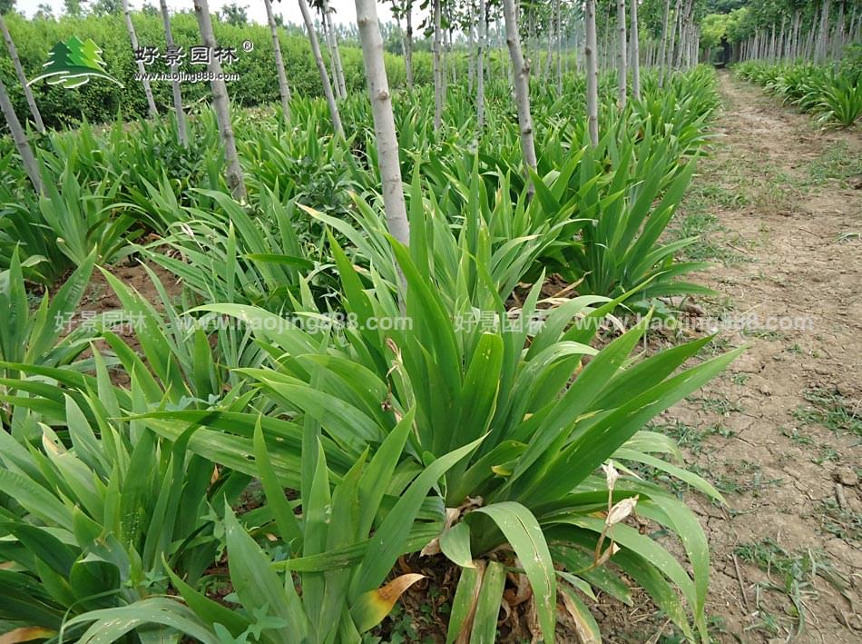 蝴蝶兰种植基地