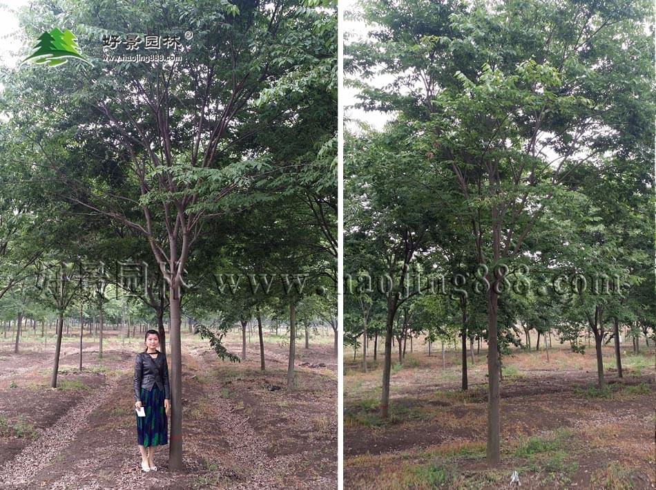 红榉树种植基地