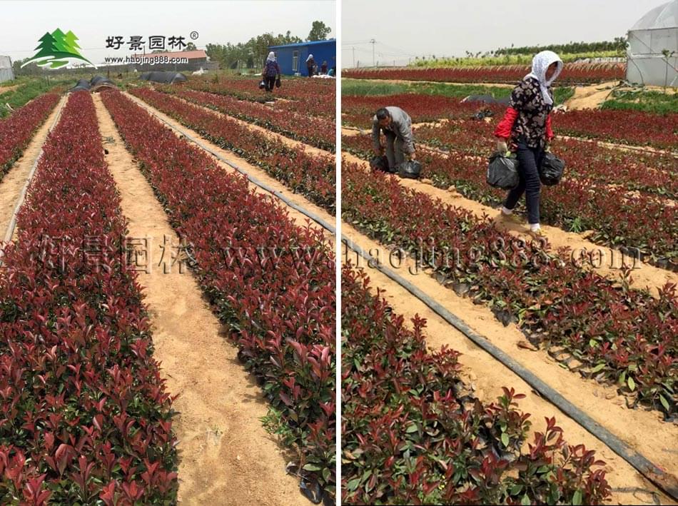 红叶石楠杯苗 红叶石楠杯苗