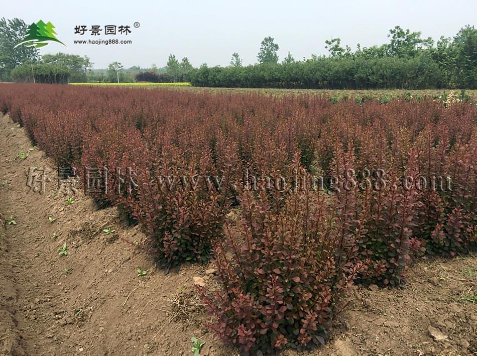 红叶小波球 红叶小波球