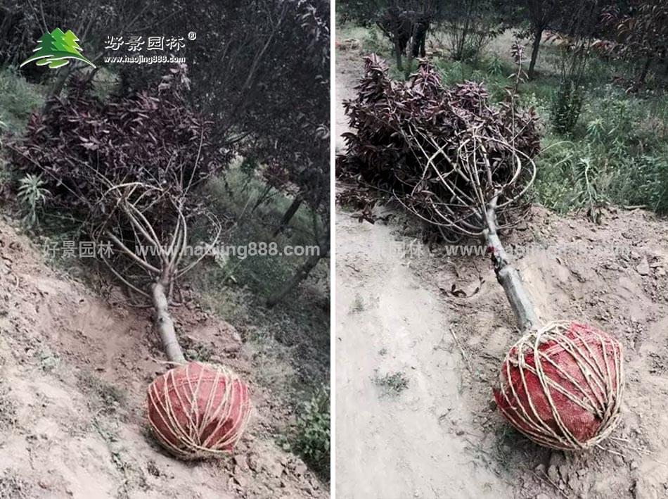 红叶碧桃基地图片