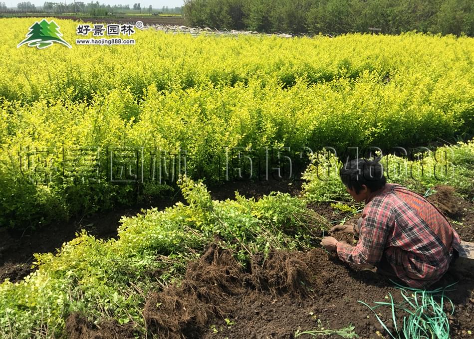 黄叶女贞种植基地