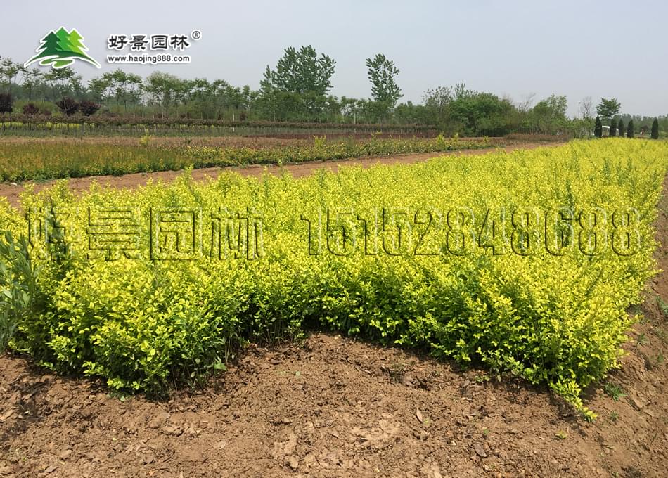 黄叶女贞种植基地