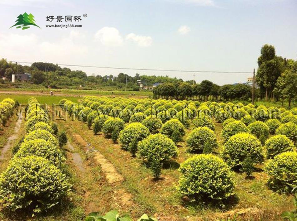黄叶女贞球 黄叶女贞球