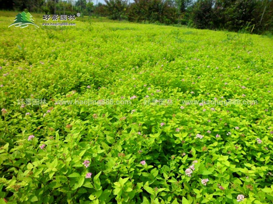 金山绣线菊