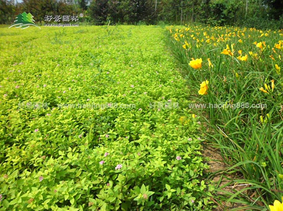 金山绣线菊 