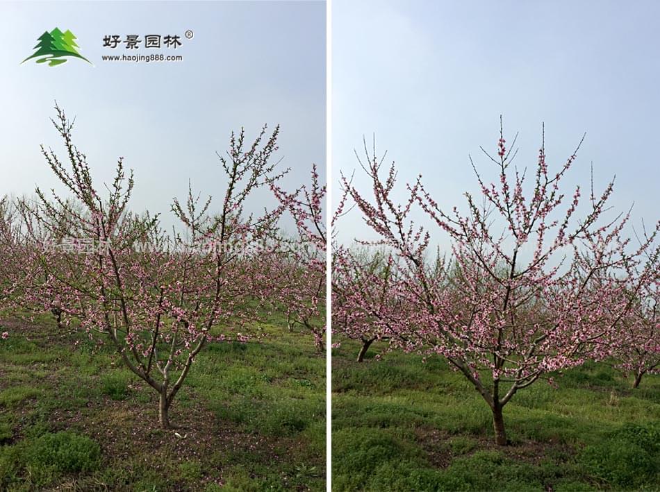 绿叶桃树 (5)
