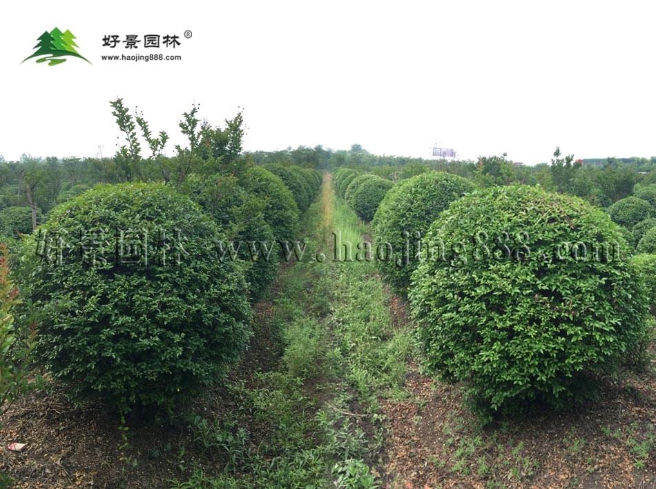 水蜡球 水蜡球