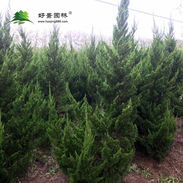 大龙柏 (2) 大龙柏 (2)