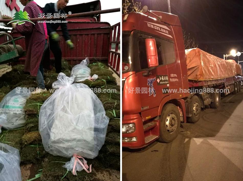 草坪装车发货