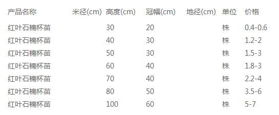 红叶石楠杯苗价格表
