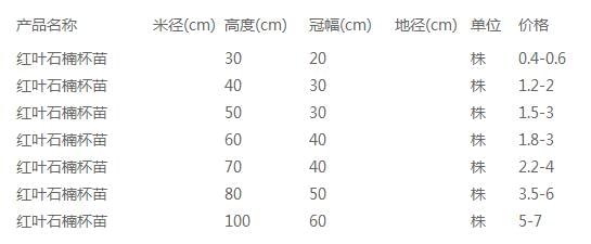 红叶石楠杯苗