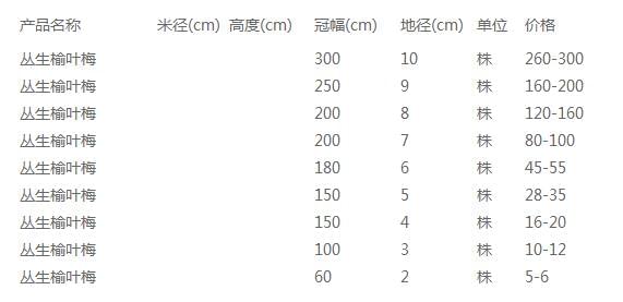 丛生榆叶梅