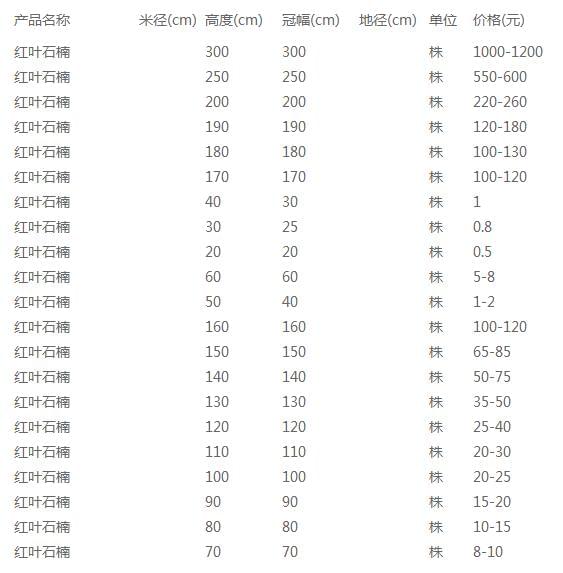 红叶石楠