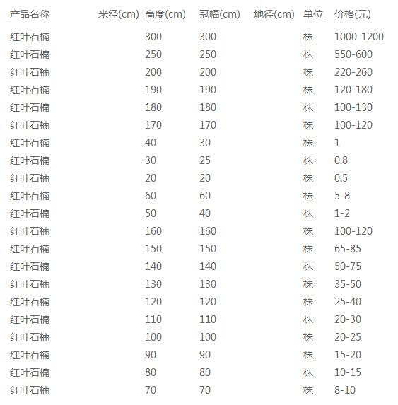 红叶石楠