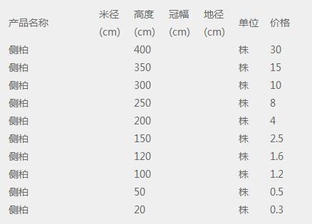 侧柏