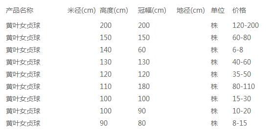 黄叶女贞球