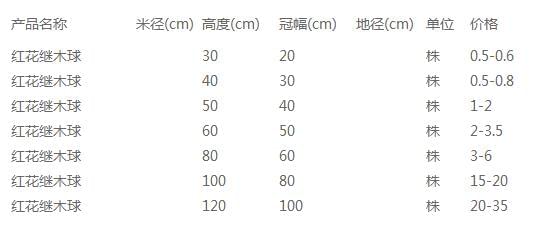 红花继木球