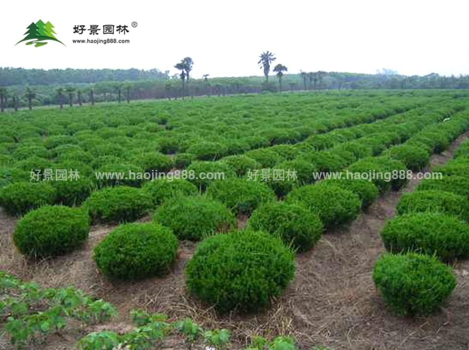龙柏球 龙柏球