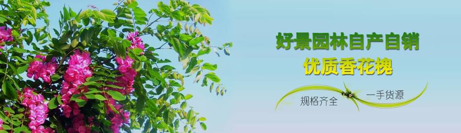 香花槐 香花槐