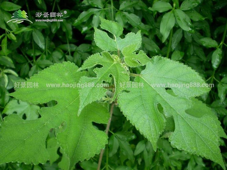 构树叶 构树叶