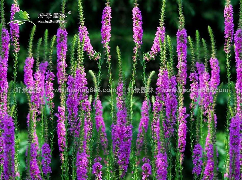千屈菜 (2) 千屈菜 (2)
