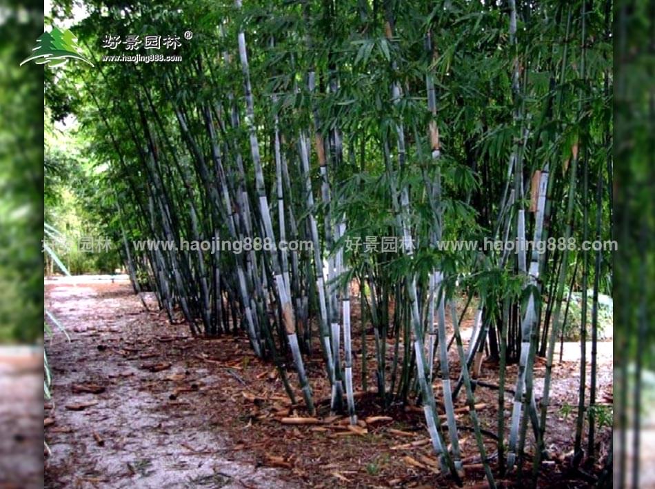 粉单竹 粉单竹