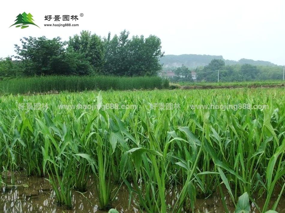 慈姑 (4) 慈姑 (4)