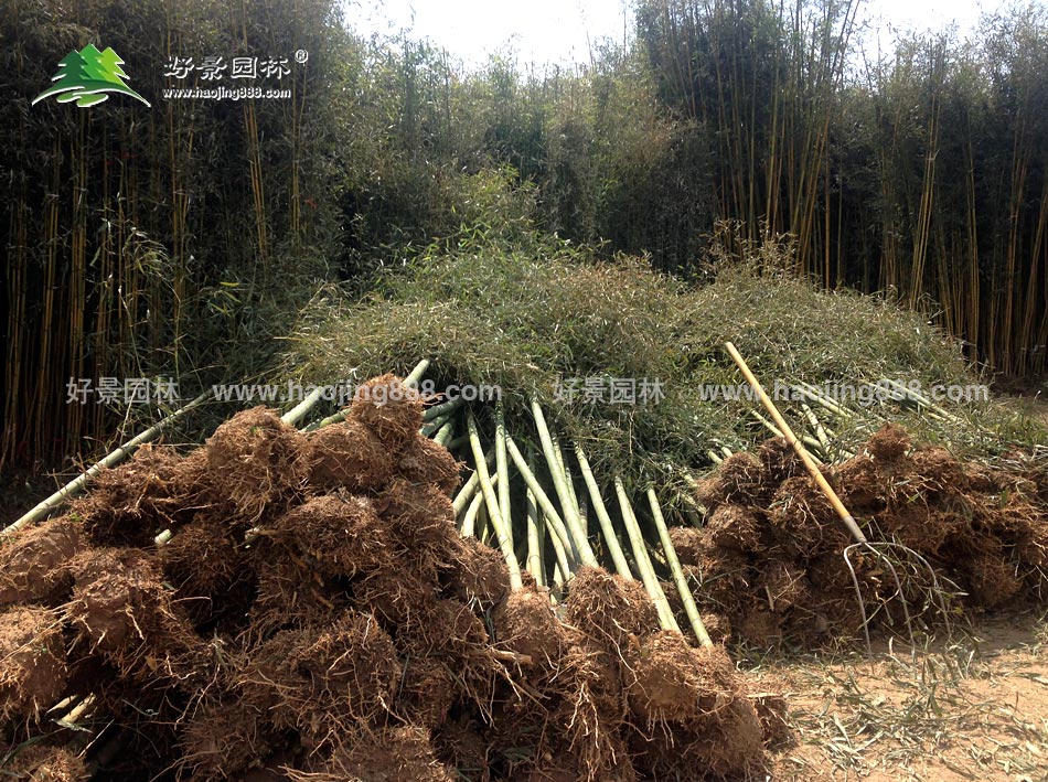 竹子发货现场