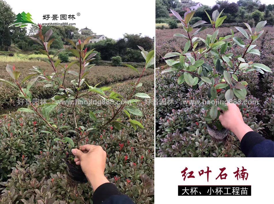 红叶石楠大杯小杯苗