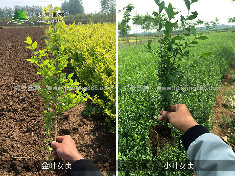 金叶女贞和小叶女贞区别图 (2) 金叶女贞和小叶女贞区别图 (2)
