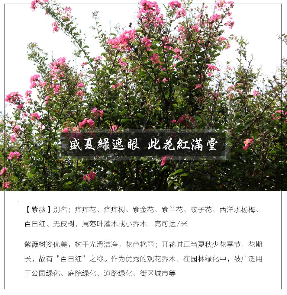 紫薇 紫薇