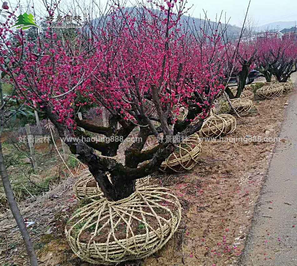 红梅_图片_价格_沭阳红梅花_沭阳县好景园林绿化苗木场