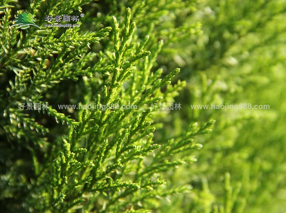 蜀桧 (7)