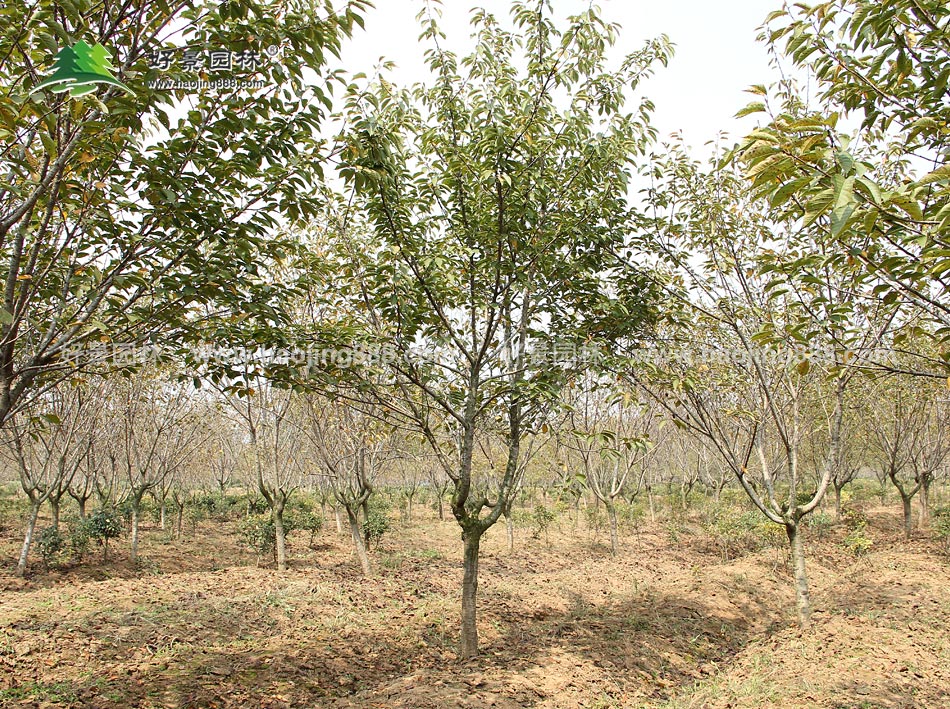 日本樱花基地 