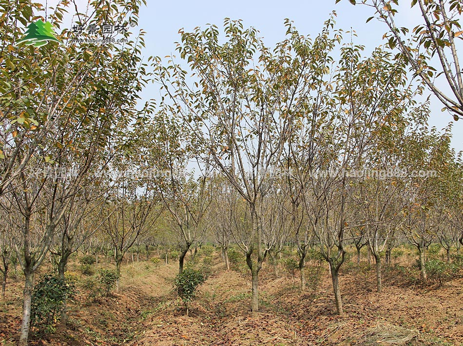 日本樱花基地 (1)