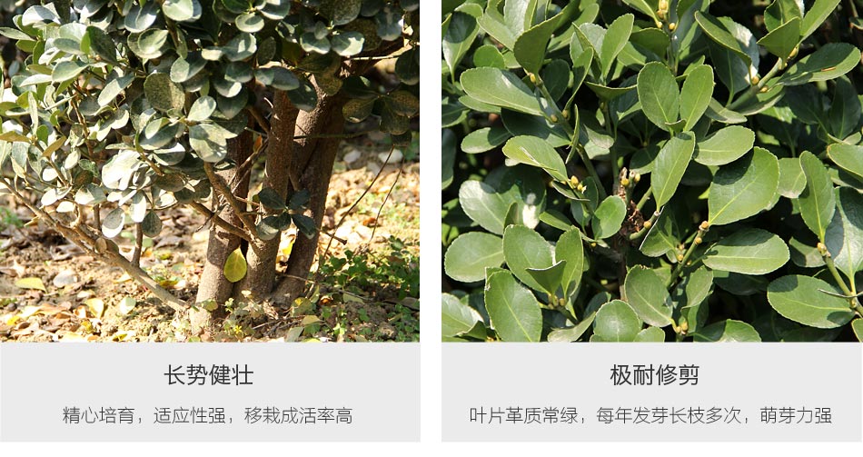 冬青柱 (4)