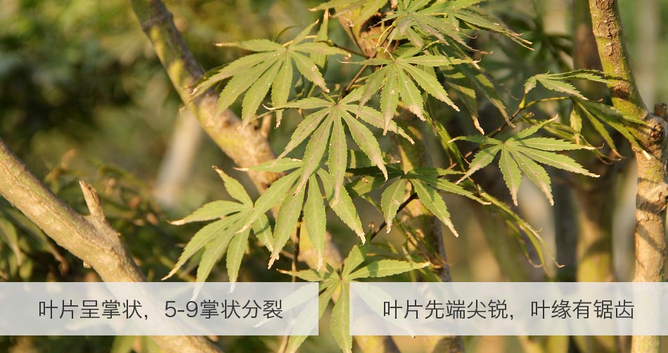 日本红枫 (4)