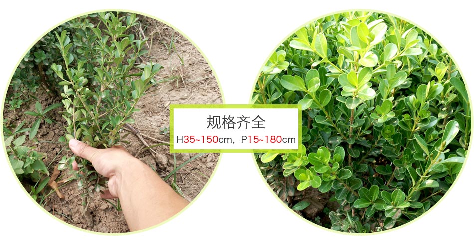 小叶黄杨 (5)