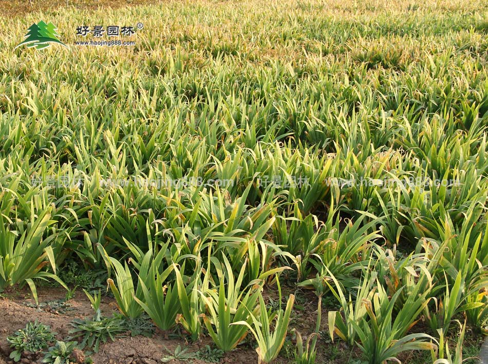 鸢尾种植基地