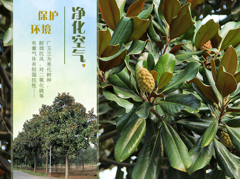 广玉兰 (2)